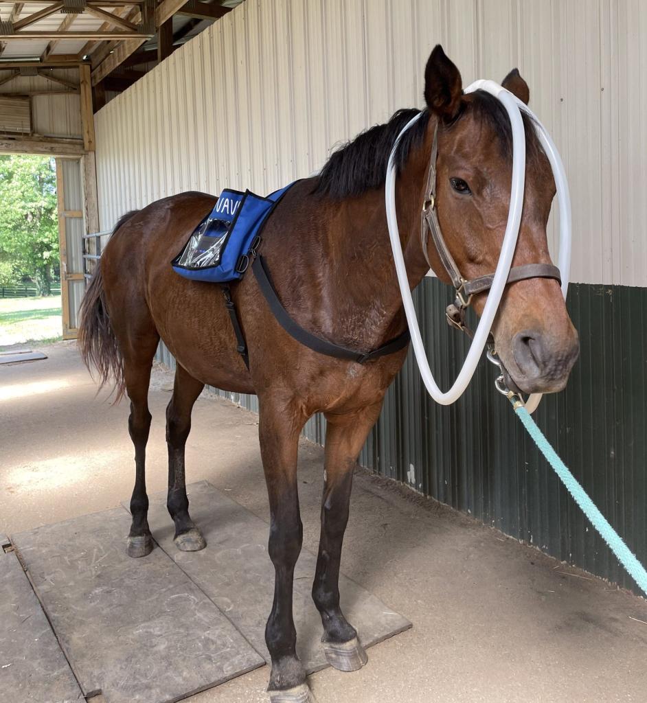 A horse receiving PEMF therapy via MagnaWavePEMF Spiro klick or pulse machine with the XL Wave Wings attachment