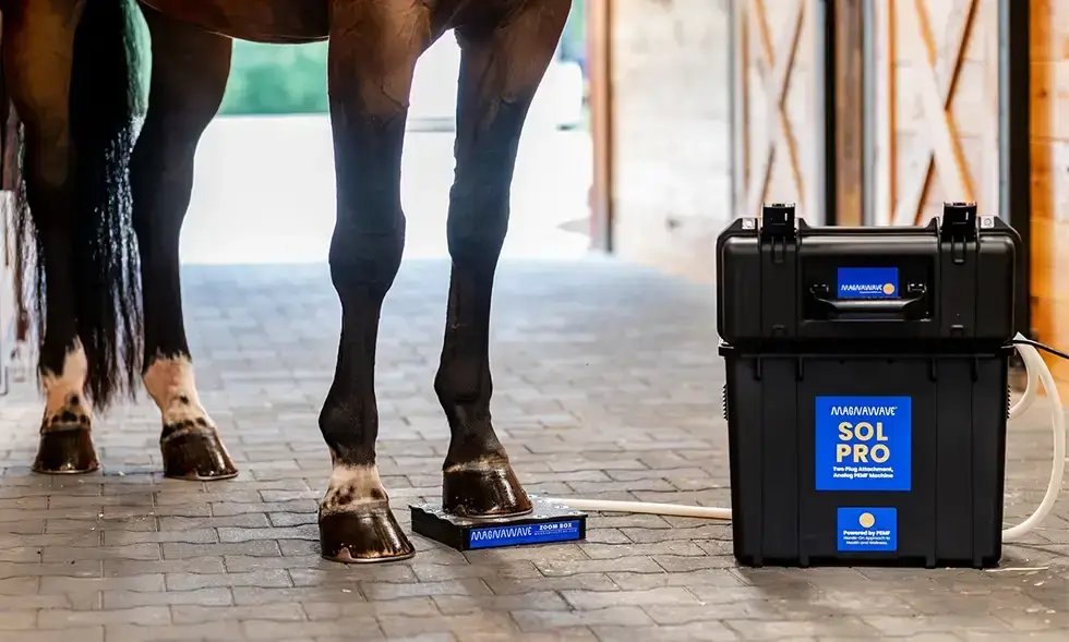 A horse standing with one hoof on the MagnaWavePEMF Zoom Box attachment, hooked up to a Sol Pro machine
