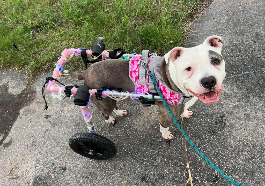 A dog in a wheelchair smiling at the camera. Picture used by MagnaWavePEMF