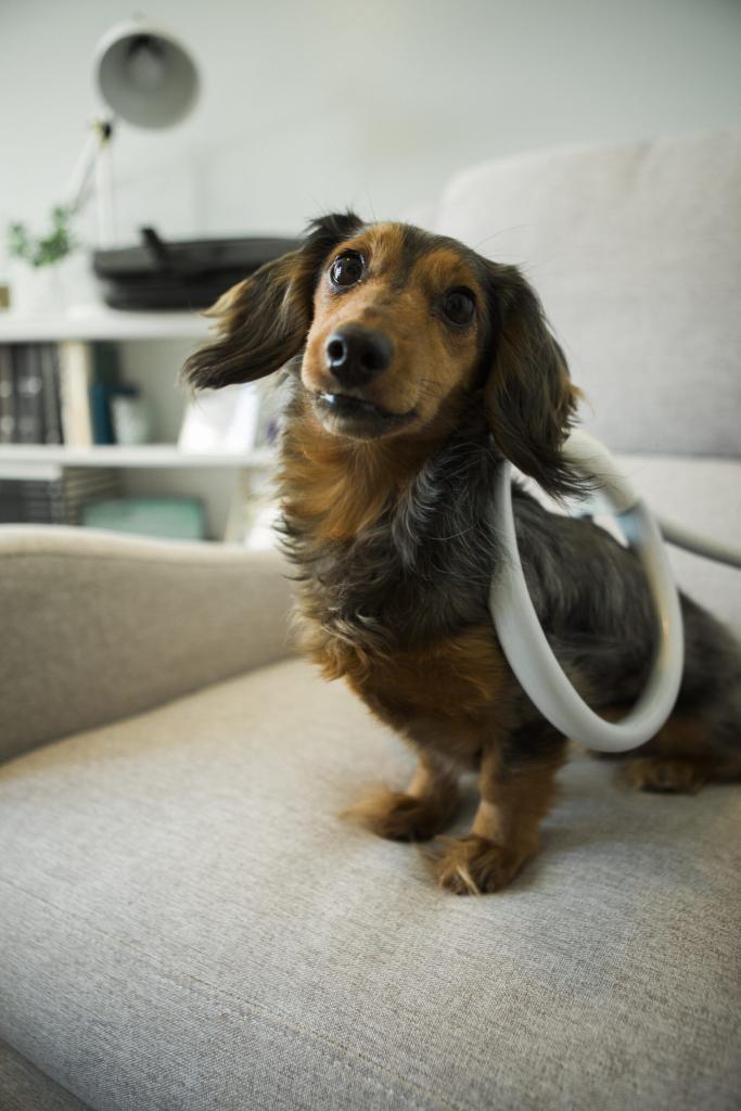 A small dog with the MagnaWavePEMF Butterfly Loop attachment on its back