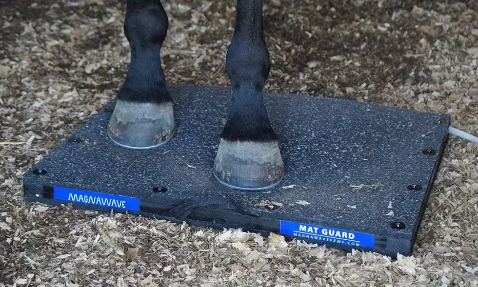 Close-up of a horse's two front hooves standing on a MagnaWave Mat Guard floor mat over wood-chip bedding