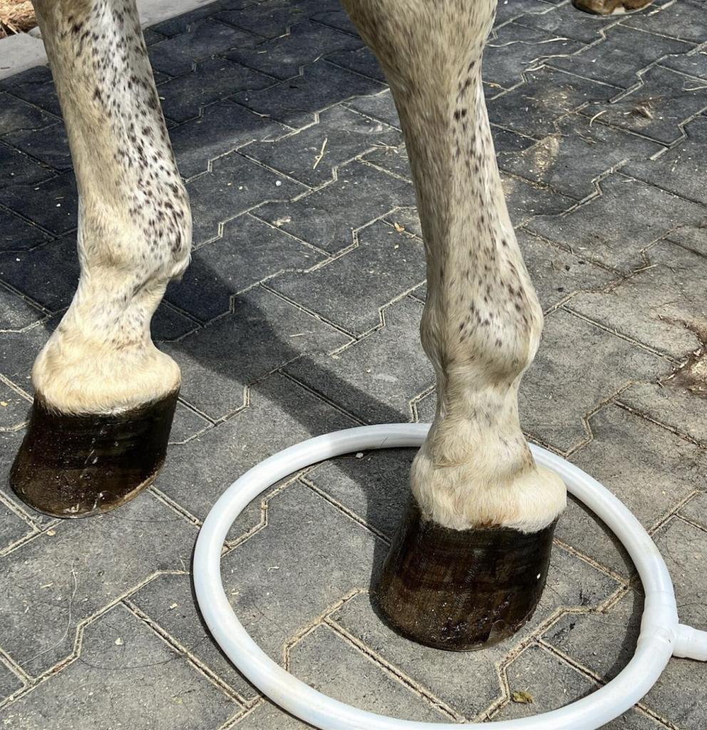 A horse with its hoof in the MagnaWavePEMF Large Loop attachment