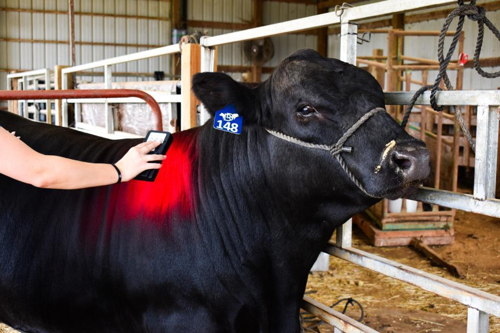 MagnaWavePEMF Roc Red Light being used on a black cow