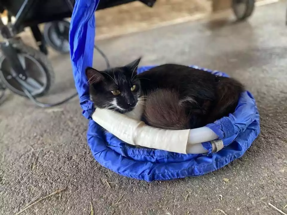 A cat laying down in a loop attachment while undergoing PEMF therapy. Picture used by MagnaWavePEMF
