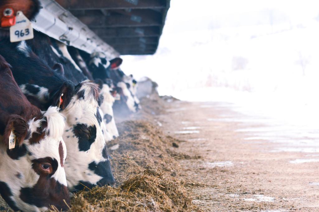 A line of cattle being fed on a farm. Picture used by MagnaWavePEMF