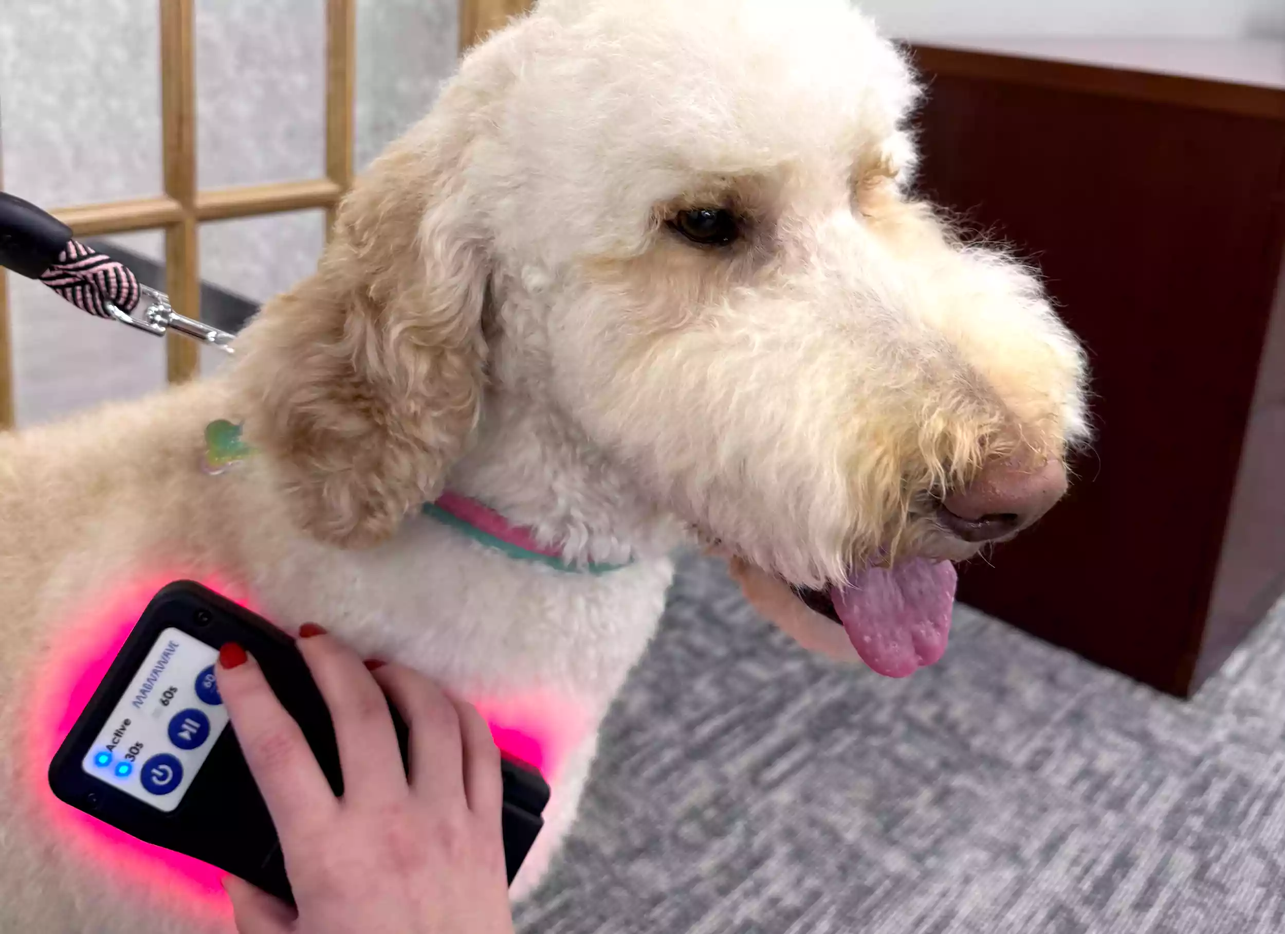 ROC Red Light - Image 4