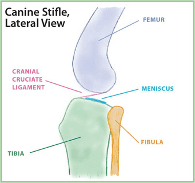 Ligament