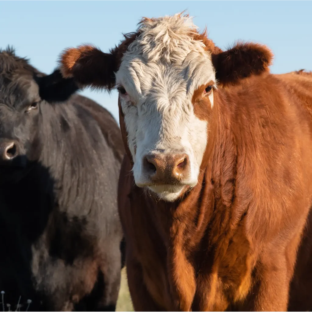 Herd of cattle in a pasture