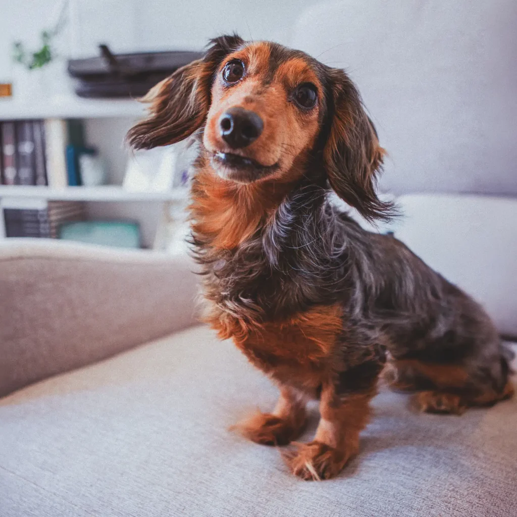 Dog relaxing indoors