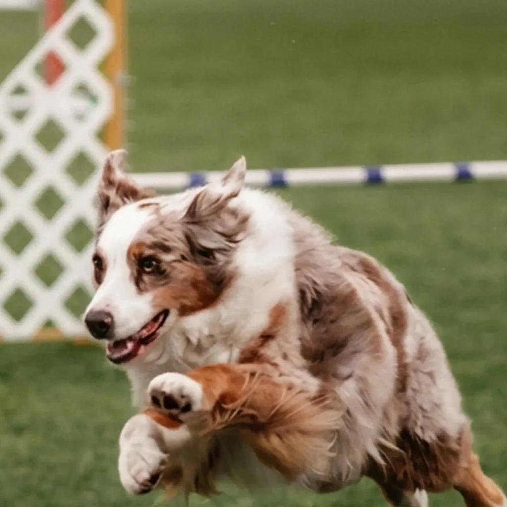 Dog jumping outdoors