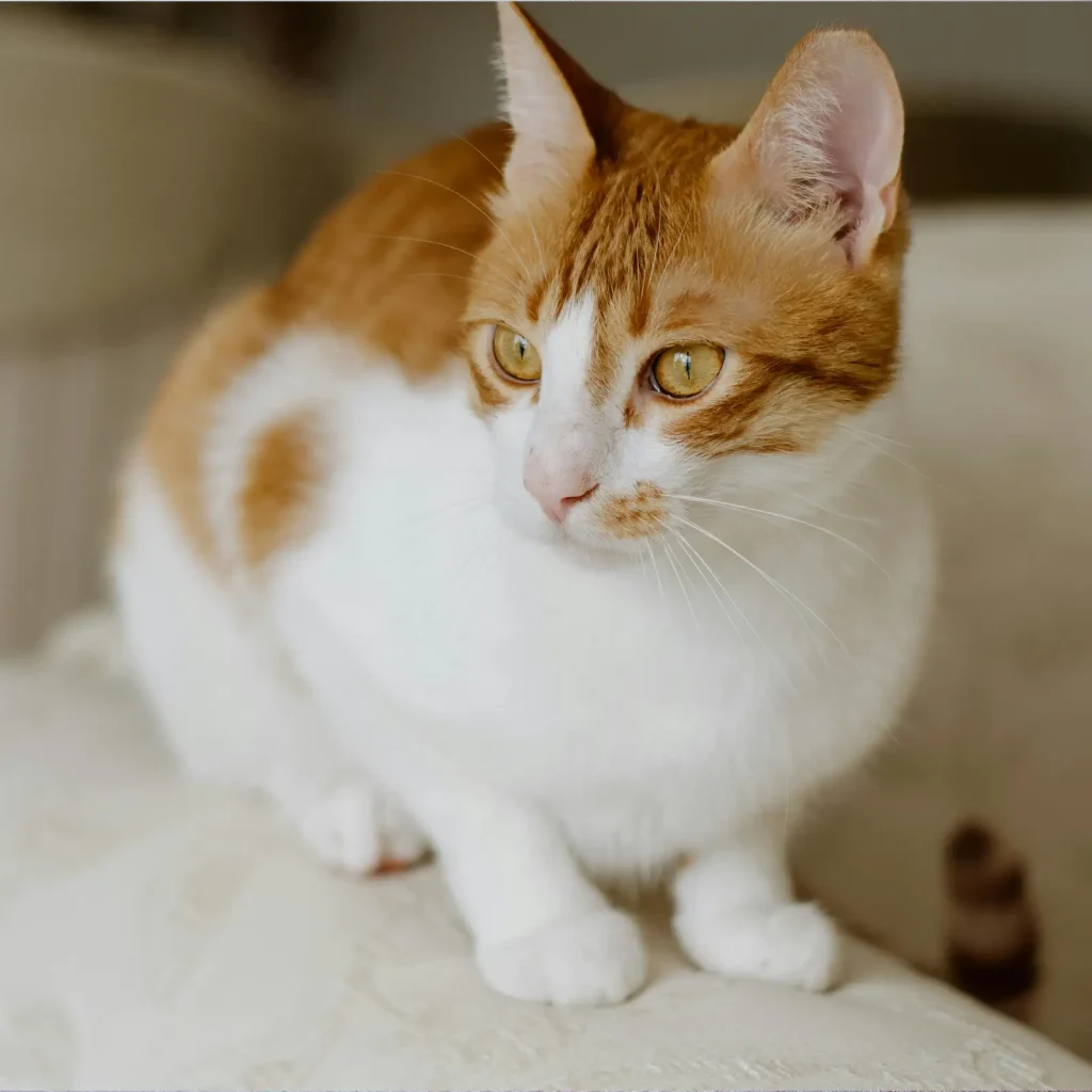 Cat resting indoors