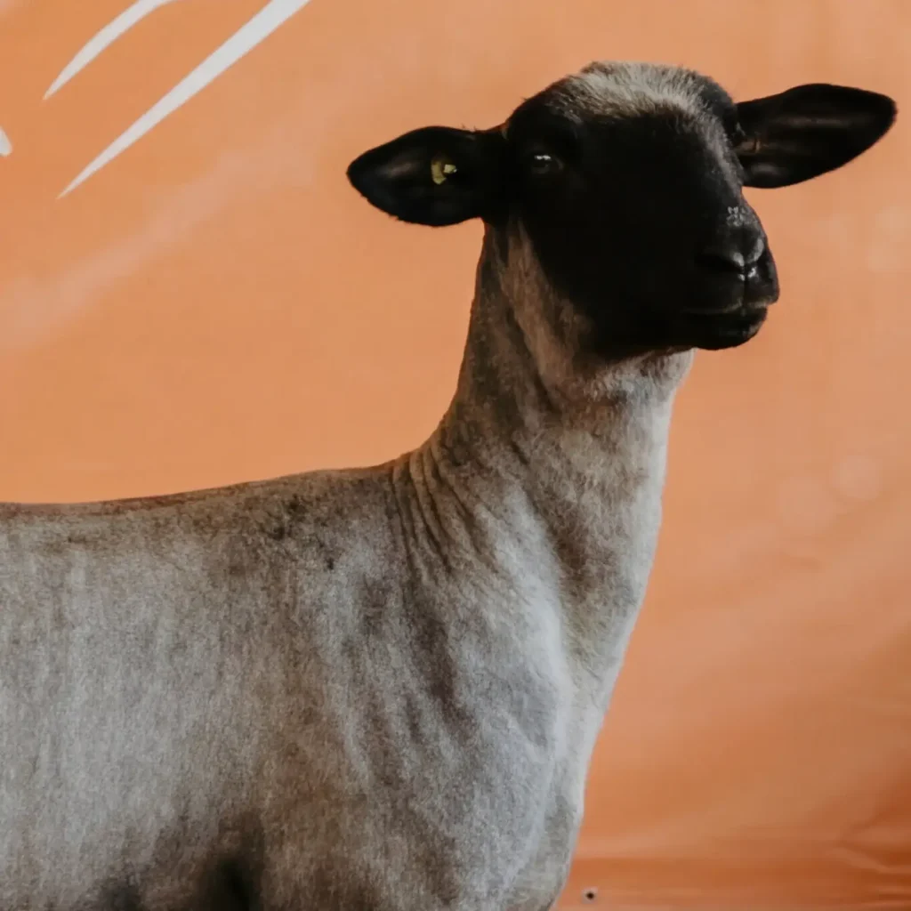Show goat at a livestock show