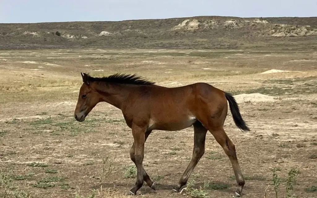 Young horse trotting across a dry grassland pasture